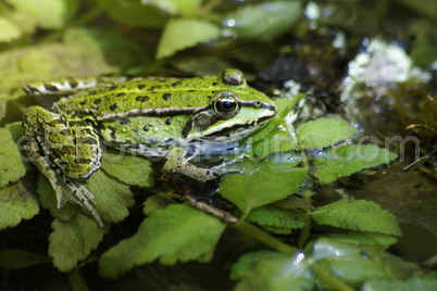 Green Frog